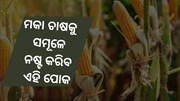 ମକା ଚାଷ ପାଇଁ କ୍ଷତିକାରକ କାଣ୍ଡ ଭେଦି କୀଟ 
