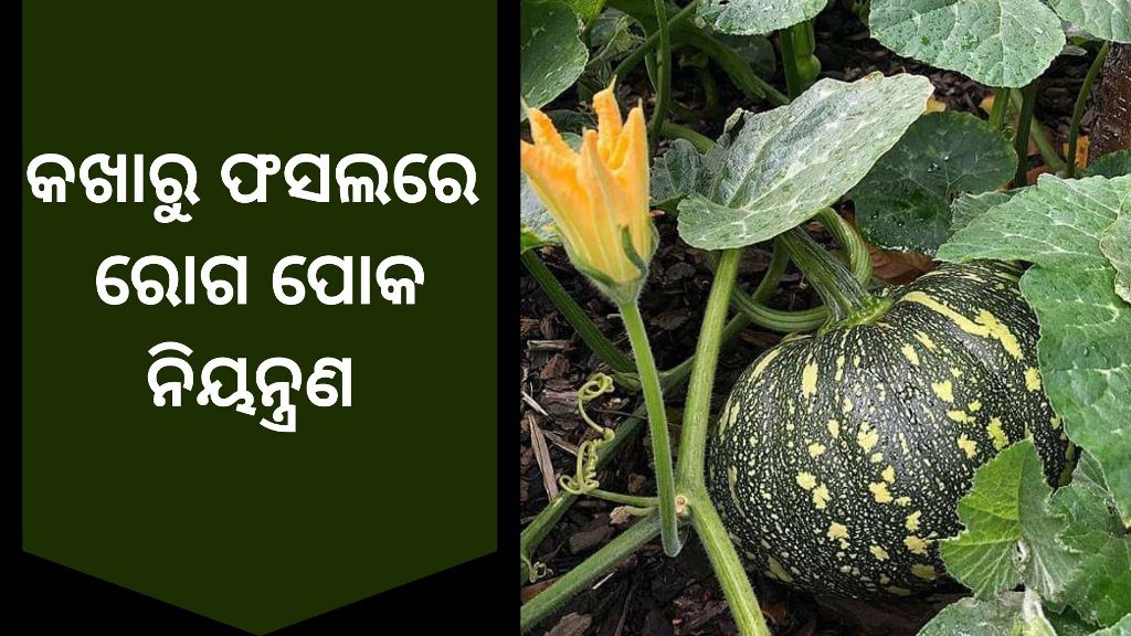 know how to control insect in pumpkin farming