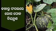 କଖାରୁ ଚାଷରେ ରେଡ ପମ୍ପକିନ୍ ବିଟଲ ରୋଗ ପରିଚାଳନା