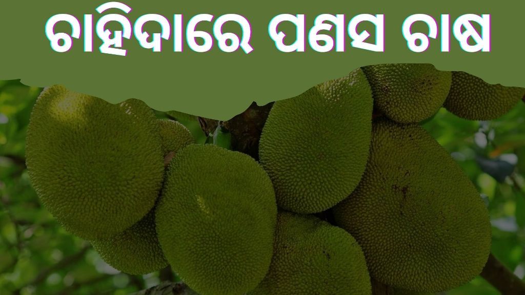 odisha jackfruit farming