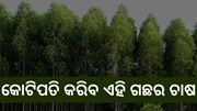 Eucalyptus Farming: ଚାଷକୁ ଦେବ ନୂଆ ପରିଚୟ