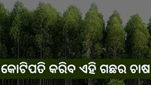 Eucalyptus Farming: ଚାଷକୁ ଦେବ ନୂଆ ପରିଚୟ Eucalyptus Farming: ଚାଷକୁ ଦେବ ନୂଆ ପରିଚୟ