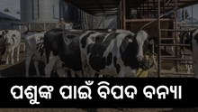 ଜାଣନ୍ତୁ ବନ୍ୟାରେ କିପରି ନେବେ ପଶୁଙ୍କ ଯତ୍ନ 