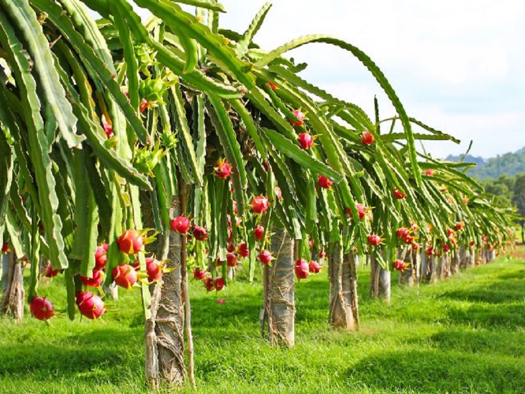 Organic Farming of Dragon Fruit have changed the farmers income