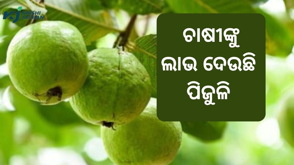 Know how to do guava farming