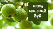 ପିଜୁଳି ଚାଷ ପାଇଁ କ୍ଷତିକାରକ ଝାଉଁଳା ରୋଗ