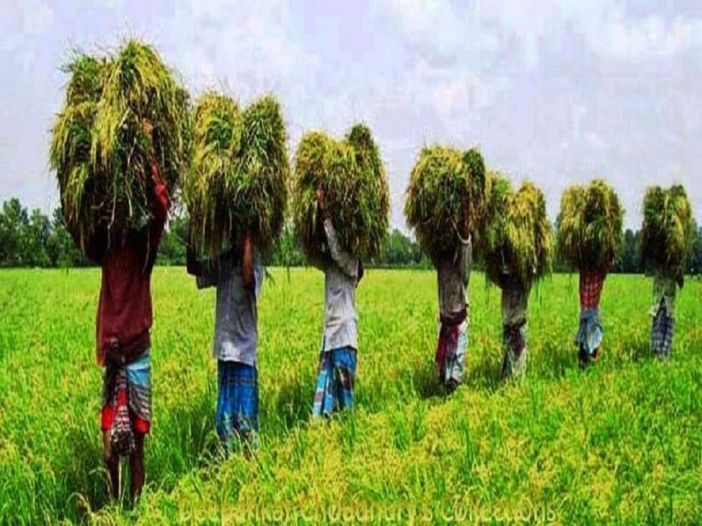 Shortage of agriculture staff affects farm activities in Odisha's Kalahandi district