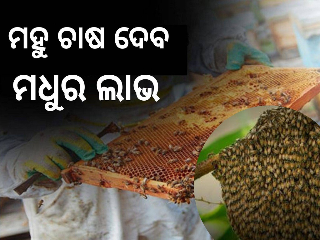 Beneficiaries of Dhenkanal get bee keeping training and toolkit