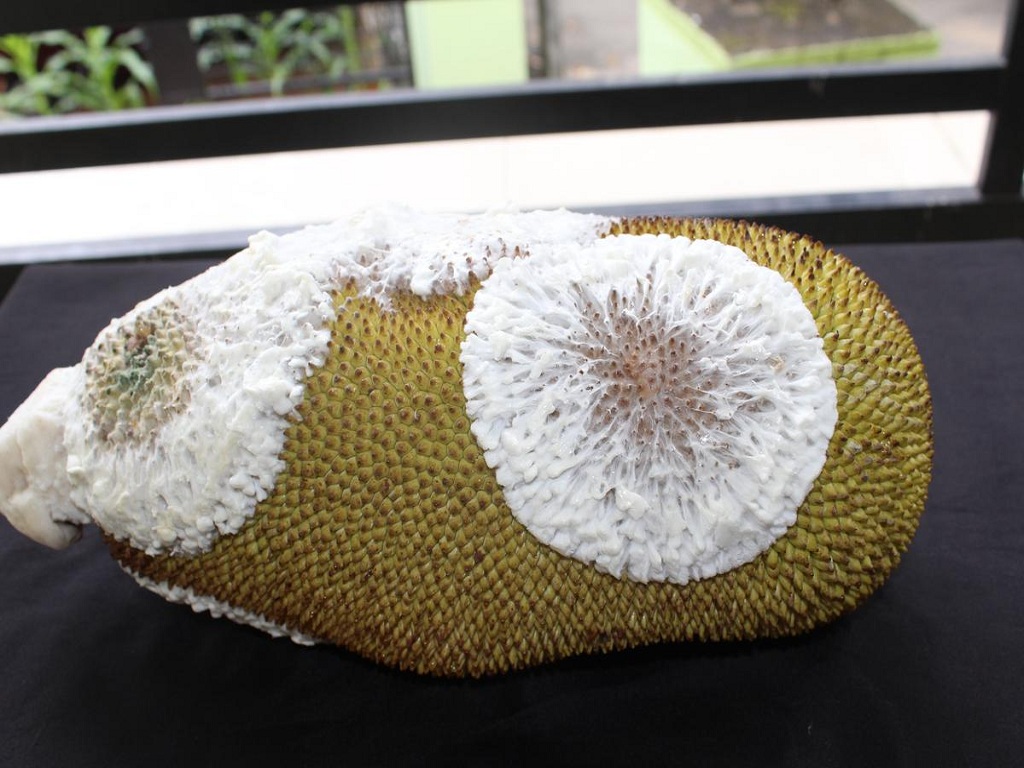 New fungal disease detected in jackfruit in Kerala