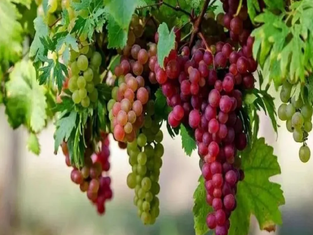 Grapes Farming