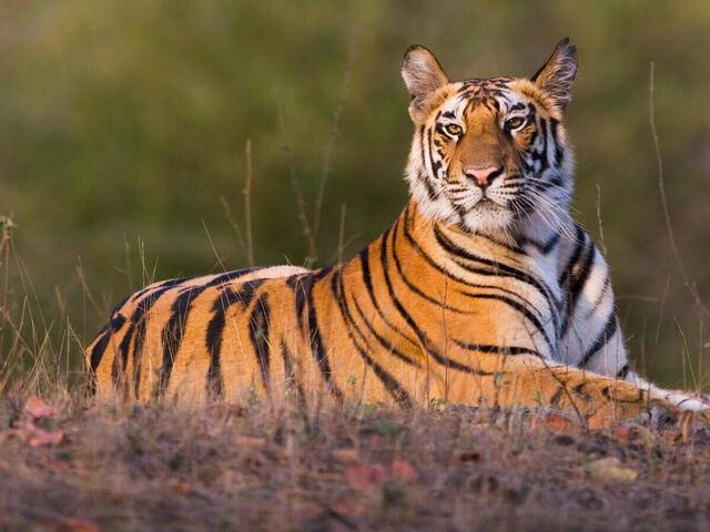 India lost 329 tigers in  the last three years