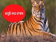 International Tiger Day: ଦ୍ରୁତ ଗତିରେ କମୁଛି ବାଘ ସଂଖ୍ୟା