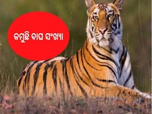 International Tiger Day: ଦ୍ରୁତ ଗତିରେ କମୁଛି ବାଘ ସଂଖ୍ୟା