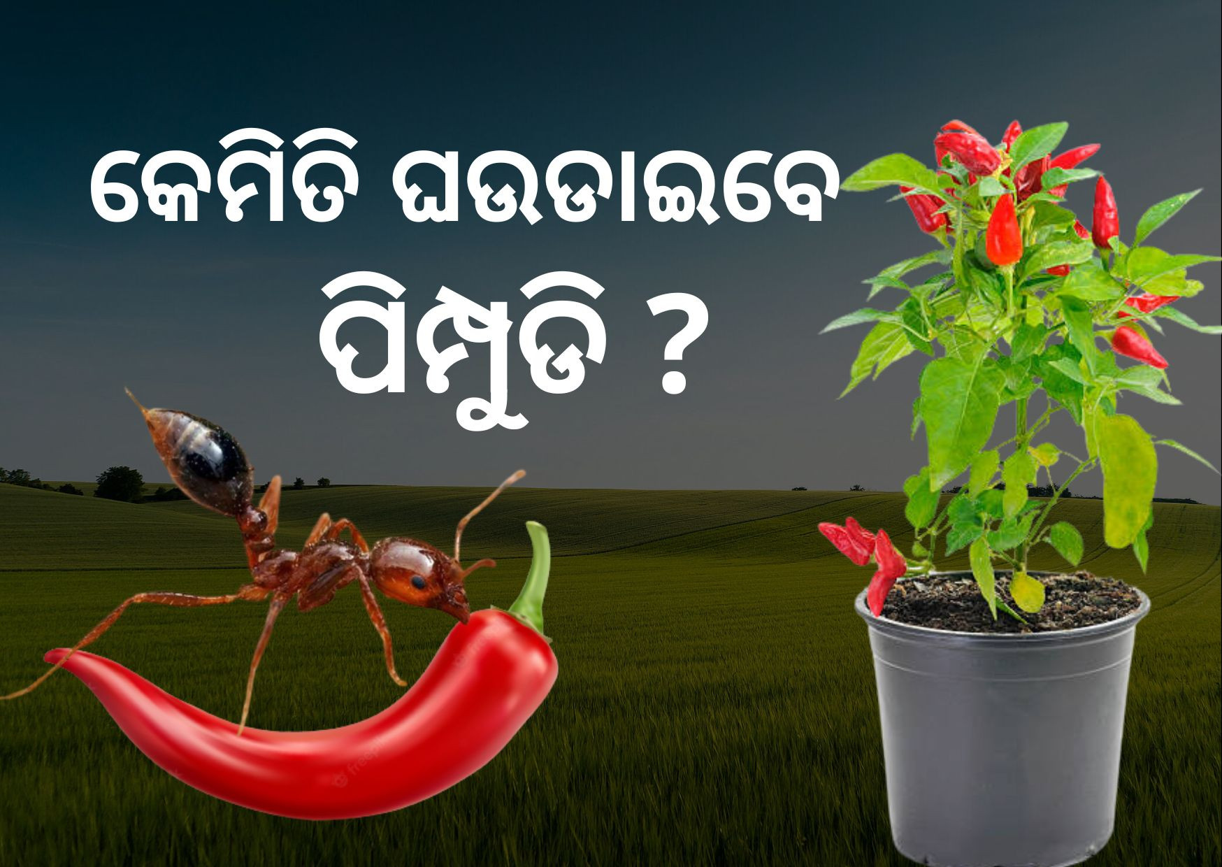 Know How to get rid of ants from chilli plants