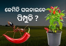 ଆପଣଙ୍କ ବଗିଚାର ଲଙ୍କା ଗଛରେ ଲାଗୁଛନ୍ତି କି ଲାଲ ପିମ୍ପୁଡି ? ଆପଣଙ୍କ ବଗିଚାର ଲଙ୍କା ଗଛରେ ଲାଗୁଛନ୍ତି କି ଲାଲ ପିମ୍ପୁଡି ?