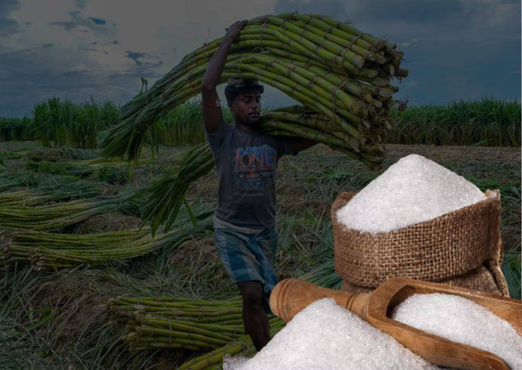 India becomes second largest exporter of sugar