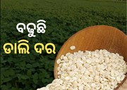 ଗହମ ପରେ ହାଣ୍ଡିଷାଳରେ ଗରମ ବଢାଇଲା ଡାଲି