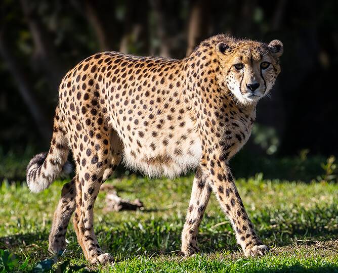 Action Plan to increase of  Cheetah population in India