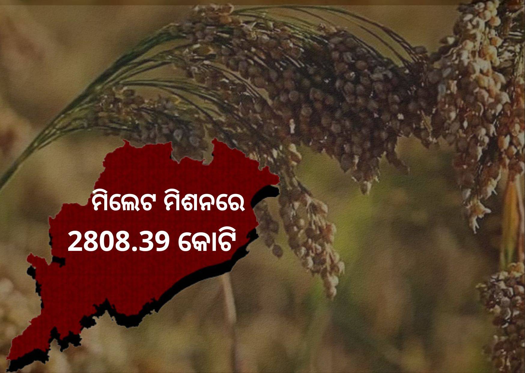 Odisha Cabinet approves Rs 2808.39 cr for Millets Mission