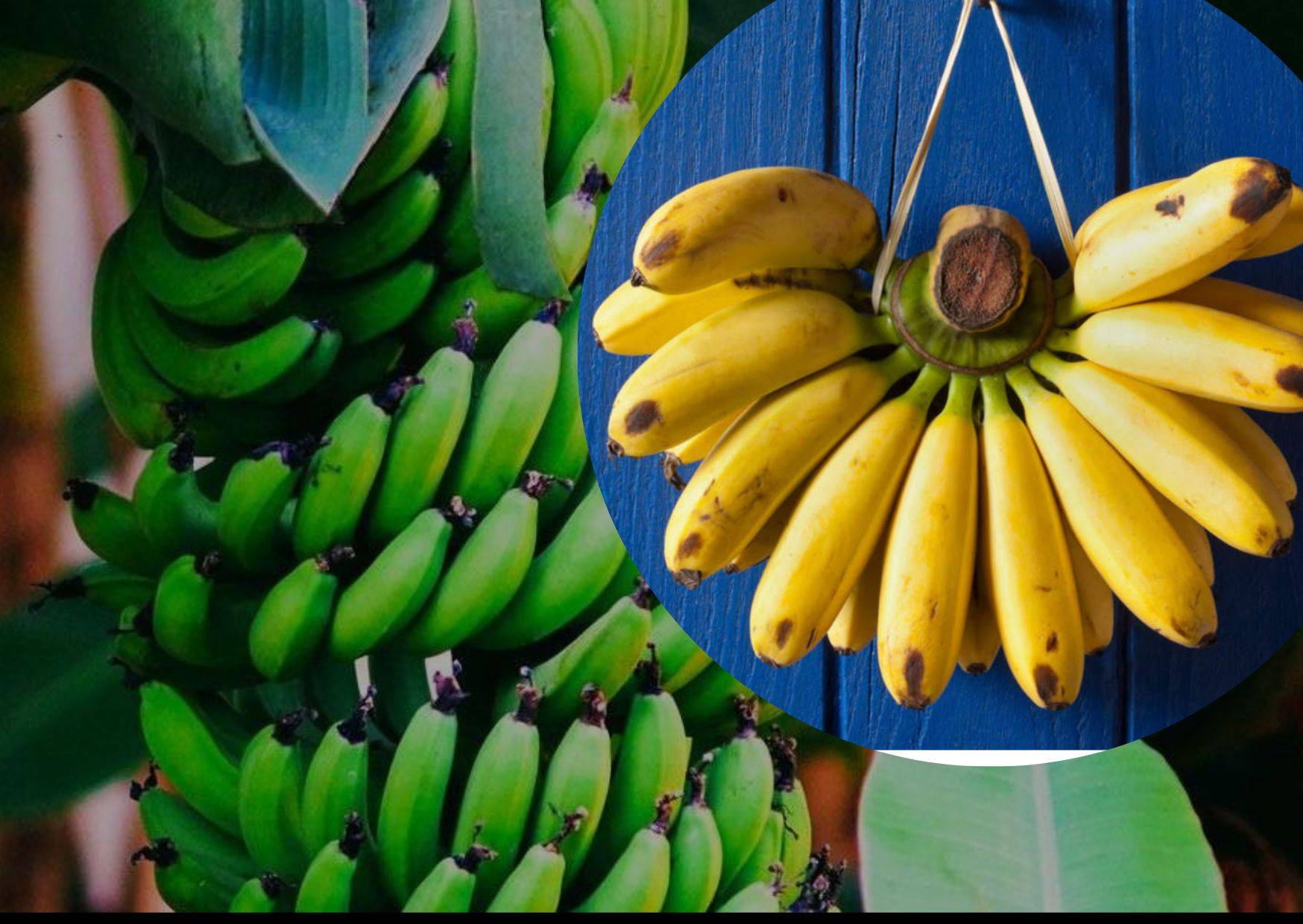 India is the largest producer of bananas, now Occupying space in global market