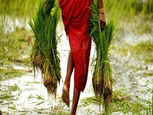 ଚାଷୀମାନେ ଧ୍ୟାନ ଦିଅନ୍ତୁ ! ଏହି ସମୟ ଆପଣଙ୍କ ପାଇଁ ଗୁରୁତ୍ବପୂର୍ଣ୍ଣ  ଚାଷୀମାନେ ଧ୍ୟାନ ଦିଅନ୍ତୁ ! ଏହି ସମୟ ଆପଣଙ୍କ ପାଇଁ ଗୁରୁତ୍ବପୂର୍ଣ୍ଣ