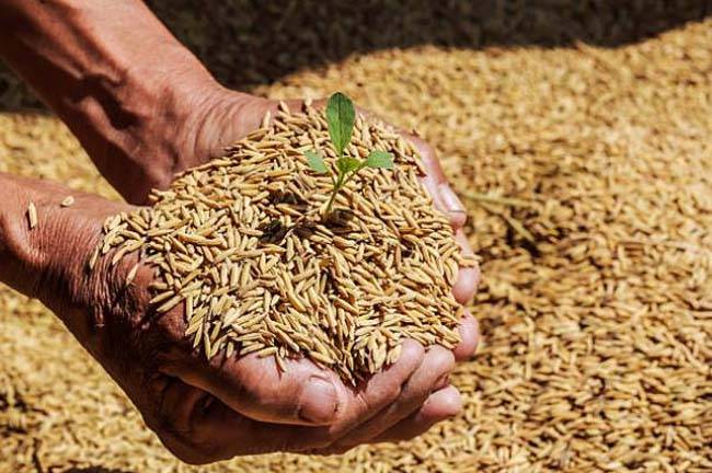 know about the Registration of farmers for Kharif sale in odisha