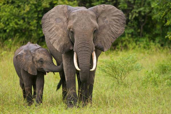elephant deth: 2 Forest Officials Suspended, next date of hearing on Septmber 26