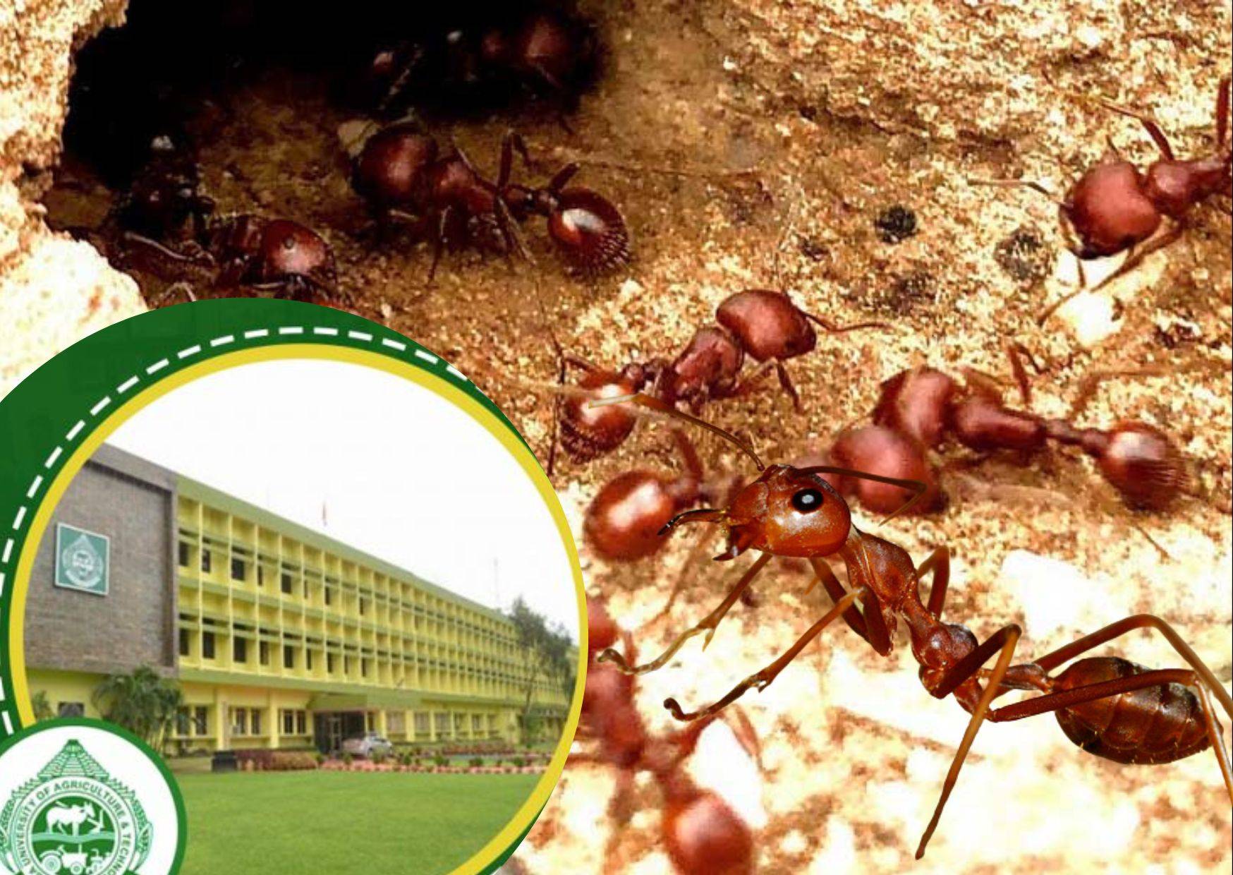 OUAT team visits Chandradeipur for to examine the complaints of red ant invasion