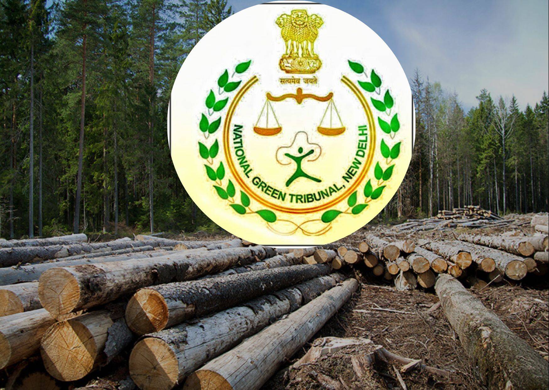 NGT halts road work over forest land in Nayagarh