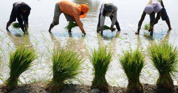 Paddy crop over 34K hectares hit by dwarf disease in Punjab