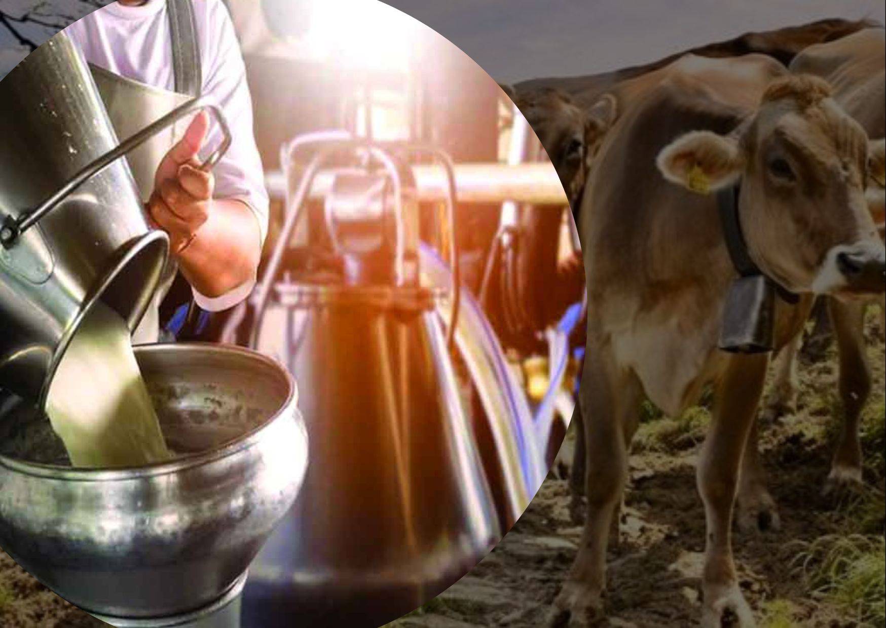 vast network of dairy cooperatives in India