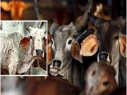 Lumpy Virus:ଚିନ୍ତା ବଢ଼ାଇଲାଣି ଲମ୍ପି ଭାଇରସ