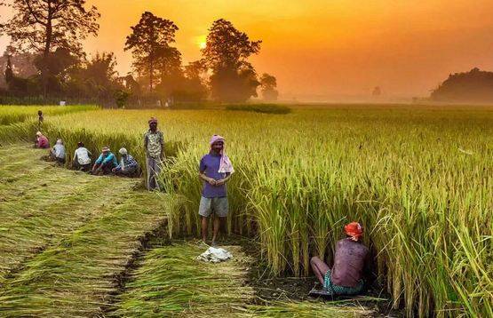 Maharashtra doubles input subsidy for farmers