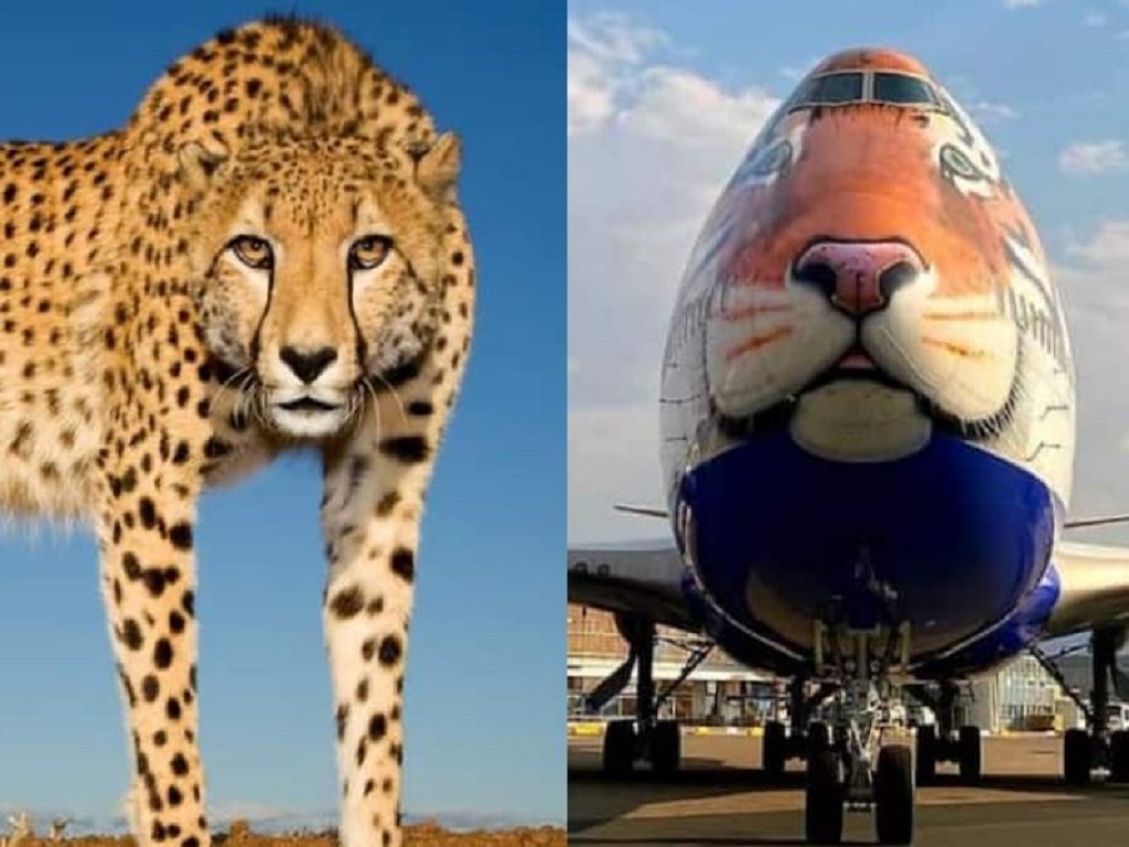 tiger faced plane to bring african cheetahs from namibia