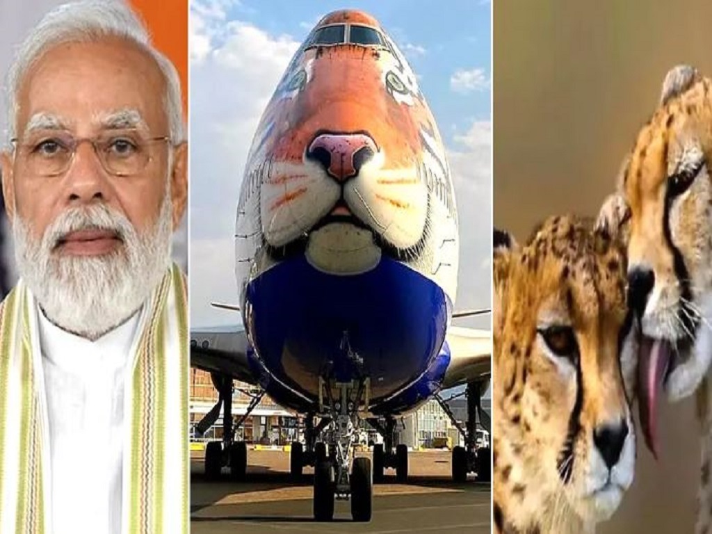 prime minister narendra modis birthday 8 namibian cheetahs coming to india