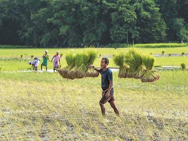 Kharif rice production to drop by 6%: Agriculture Ministry