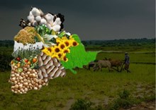 କୃଷିରେ ଦ୍ୱିଗୁଣ ଅଭିବୃଦ୍ଧି ସହ ଶୀର୍ଷରେ ଏହି ରାଜ୍ୟ କୃଷିରେ ଦ୍ୱିଗୁଣ ଅଭିବୃଦ୍ଧି ସହ ଶୀର୍ଷରେ ଏହି ରାଜ୍ୟ