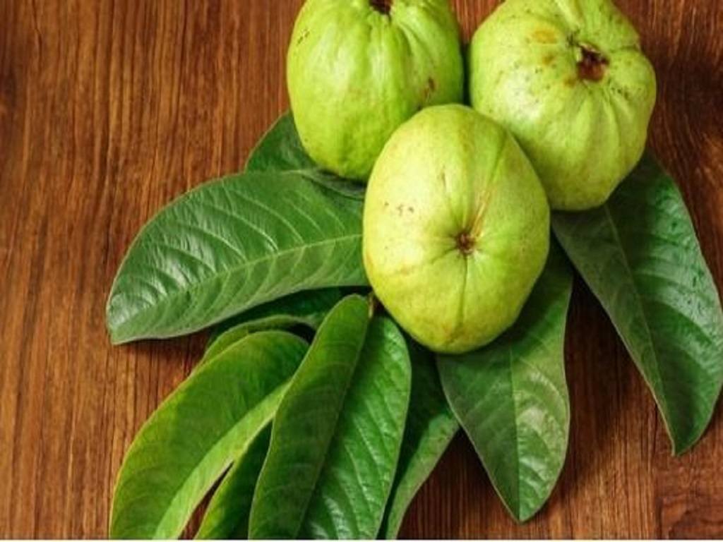 eat guava leaf in the morning
