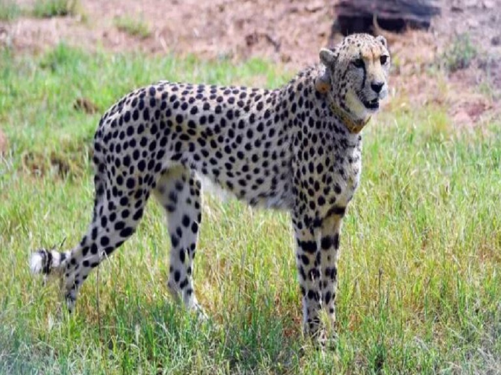 Cheetah ‘Aasha’ at Kuno National Park shows signs of pregnancy, say officials