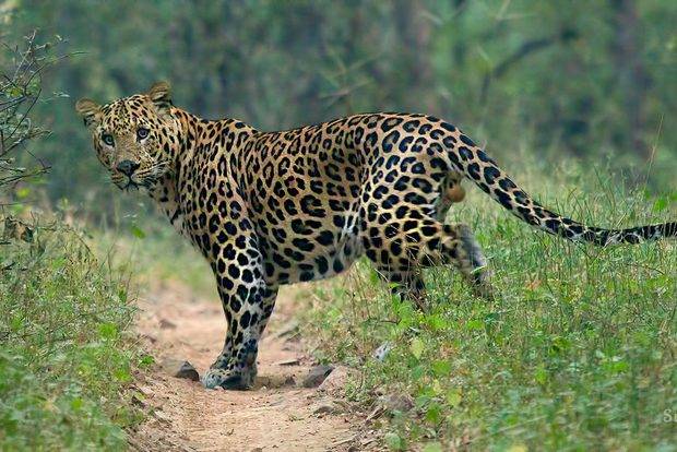 Agriculture farm managers held after rope swing trap on fence kills leopard in Tamil Nadu