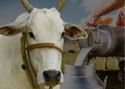 Lumpy Virus ଛଡାଇ ନେଇଛି କ୍ଷୂଦ୍ର ଦୁଗ୍ଧ ଚାଷୀଙ୍କ ଜୀବିକା