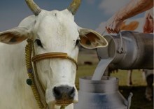 Lumpy Virus ଛଡାଇ ନେଇଛି କ୍ଷୂଦ୍ର ଦୁଗ୍ଧ ଚାଷୀଙ୍କ ଜୀବିକା