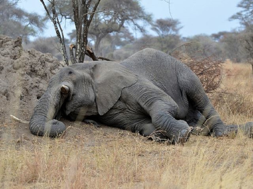 elephants death in tileimal patra forest