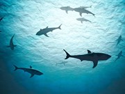 ବିପଦରେ ଅଛନ୍ତି ବିଶ୍ବର 90% ସାମୁଦ୍ରିକ ଜୀବ !