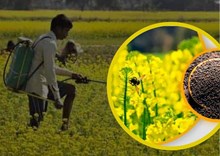 ରବି ଫସଲ ବୁଣିବା ପୂର୍ବରୁ ଏହି ବିଷୟକୁ ଧ୍ୟାନରେ ରଖନ୍ତୁ ରବି ଫସଲ ବୁଣିବା ପୂର୍ବରୁ ଏହି ବିଷୟକୁ ଧ୍ୟାନରେ ରଖନ୍ତୁ