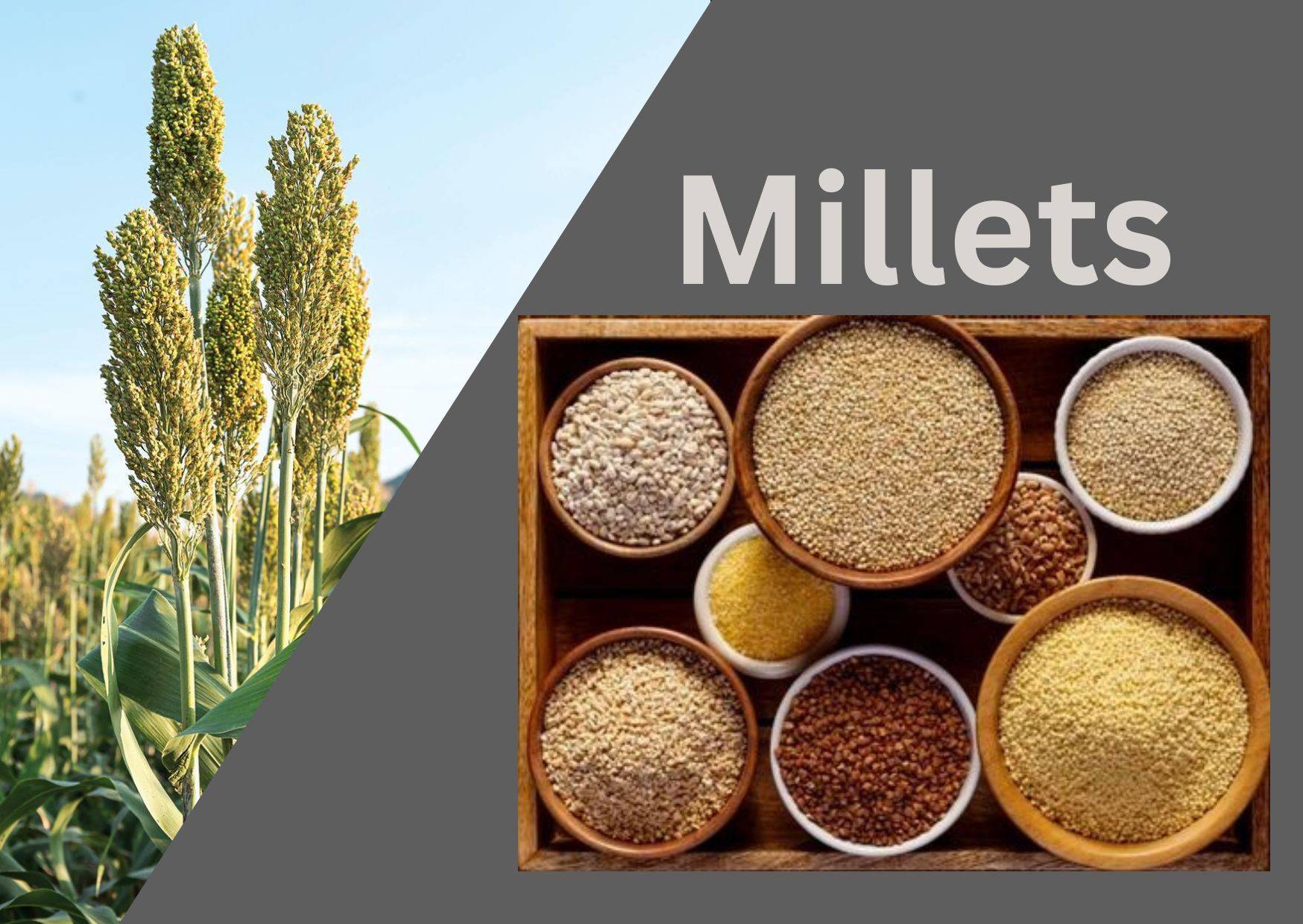 Know Common Names of Millets in Indian Language