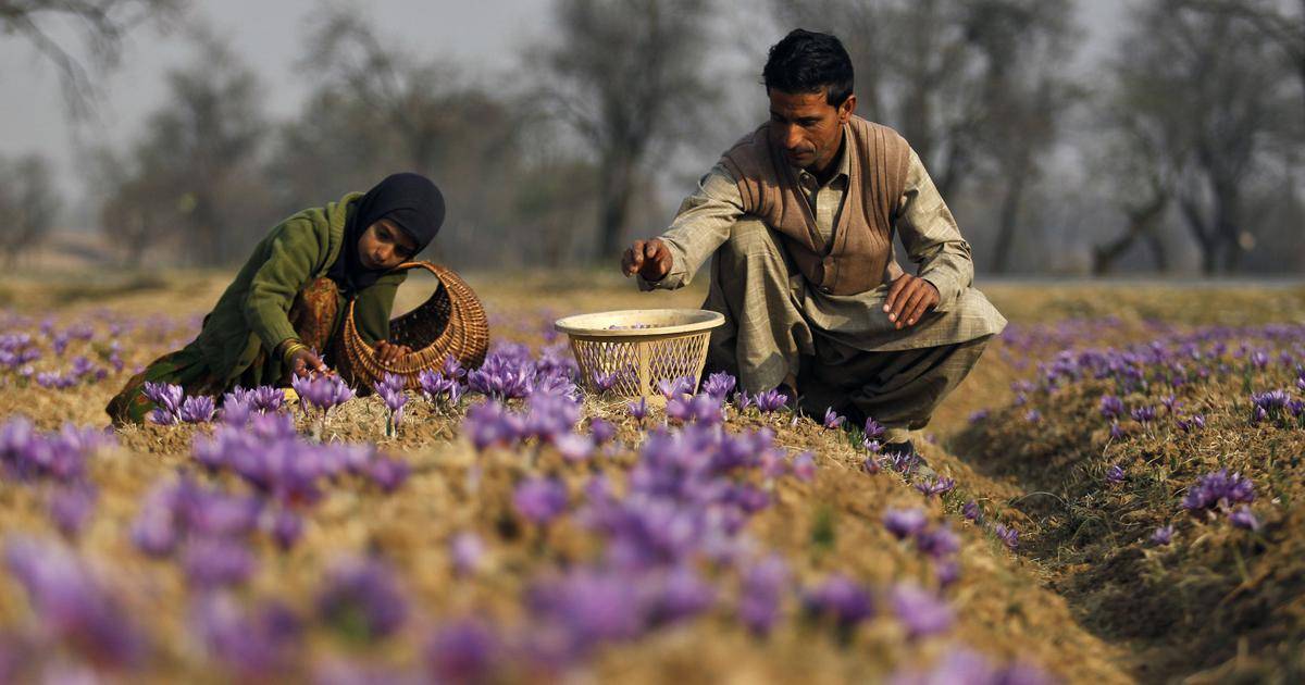 Land reforms fuel development in Kashmir, revamping agriculture and allied sectors