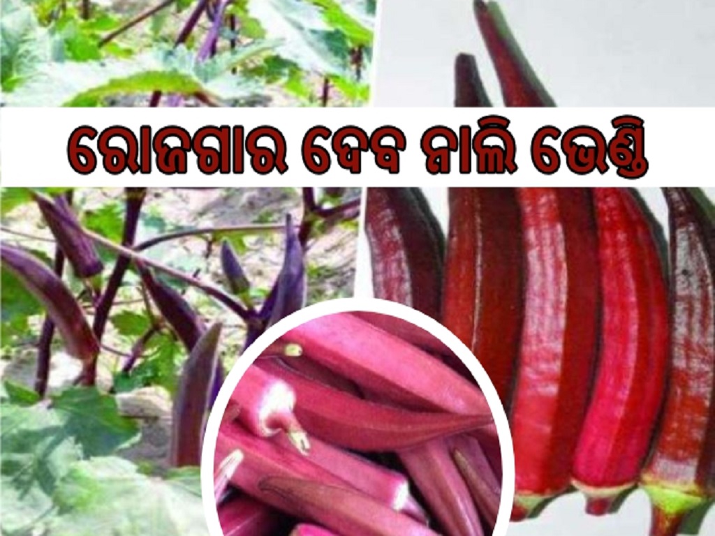 Red Lady finger farming farmer grows costly red ladyfinger
