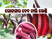 ରୋଜଗାର ଦେବ ନାଲି ଭେଣ୍ଡି ଚାଷ 