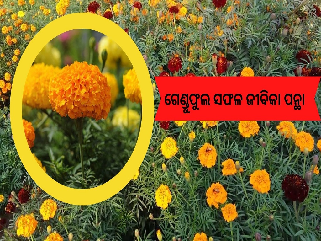 How to Plant, Grow, and Care for Marigold flower in winter season